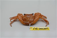 藏品(細紋方蟹)的圖片